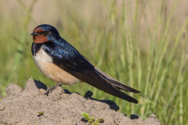 Vlaštovka obecná (Hirundo rustica)