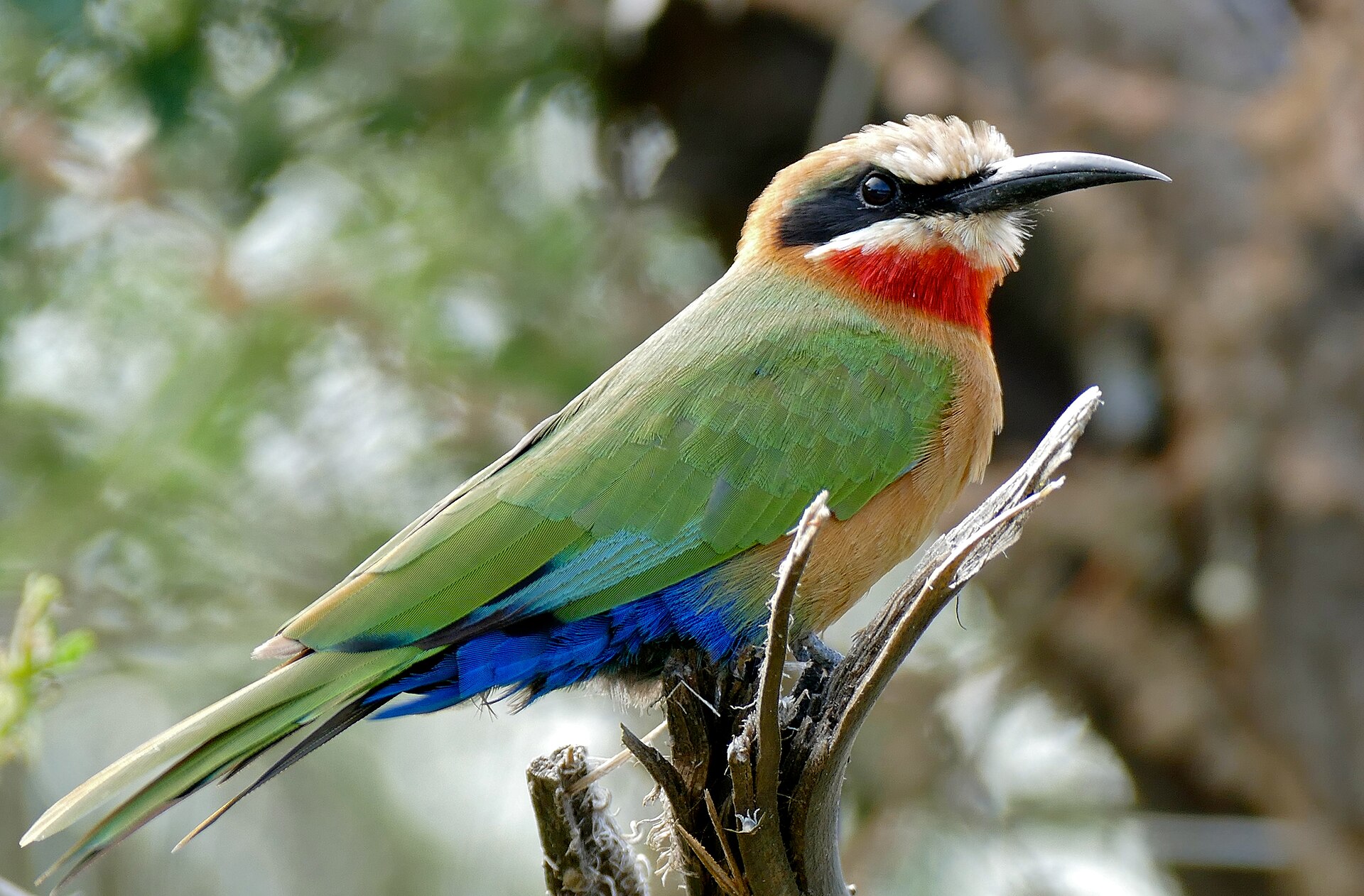 Vlha běločelá (Merops bullockoides)