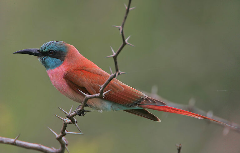 Vlha núbijská (Merops nubicus)