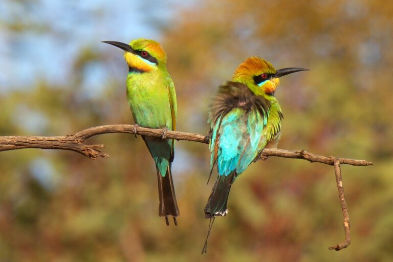 Vlha ozdobná (Merops ornatus)