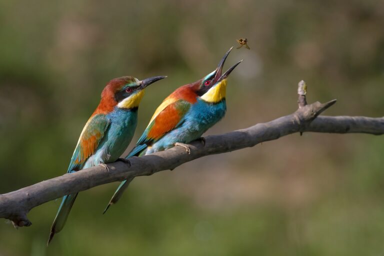Vlha pestrá Vlha pestrá (Merops apiaster)