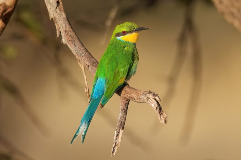 Vlha vlaštovčí (Merops hirundineus)