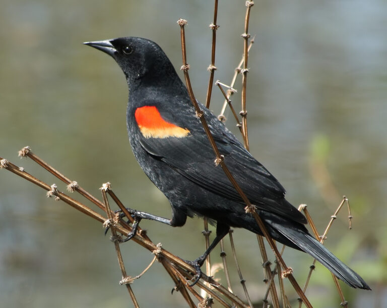 Vlhovec červenokřídlý Vlhovec červenokřídlý (Agelaius phoeniceus)