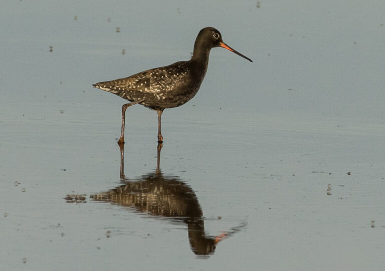 Vodouš tmavý (Tringa erythropus)