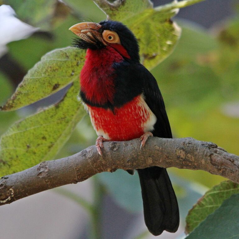 Vousák senegalský (Lybius dubius)