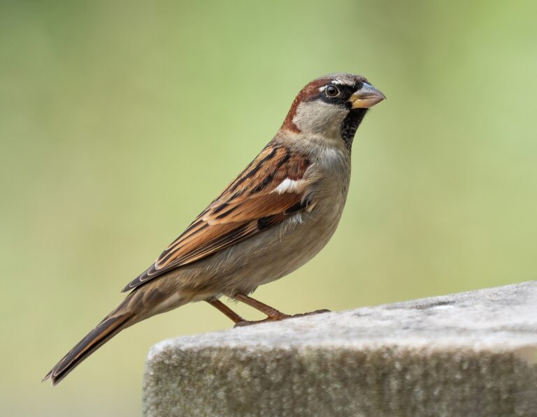 Vrabec domácí (Passer domesticus)