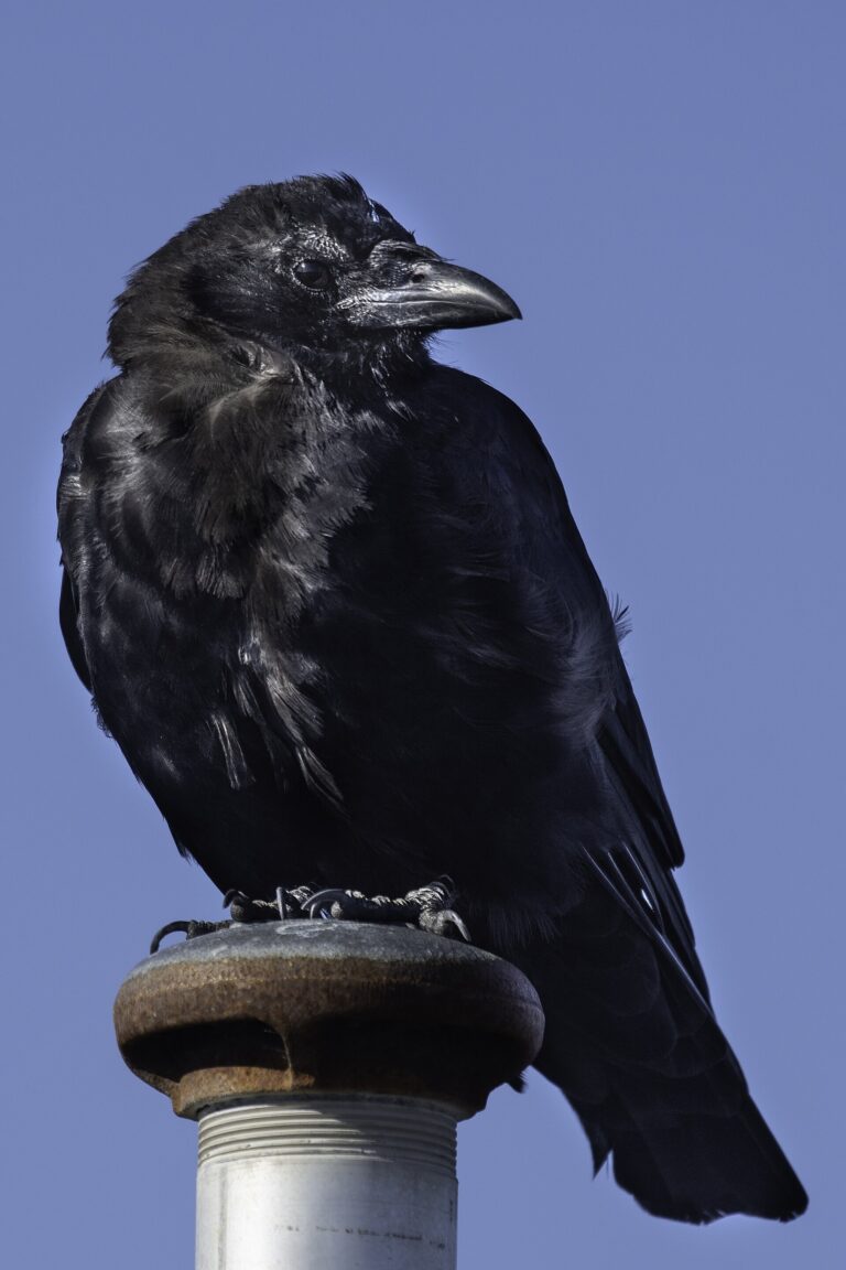 Vrána americká (Corvus brachyrhynchos)