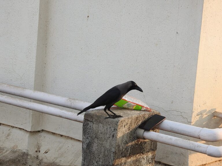 Vrána domácí (Corvus splendens)