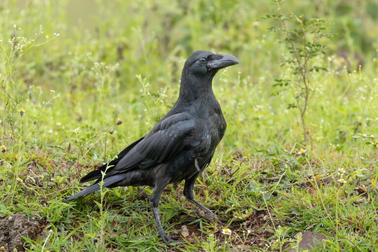 Vrána hrubozobá (Corvus macrorhynchos)