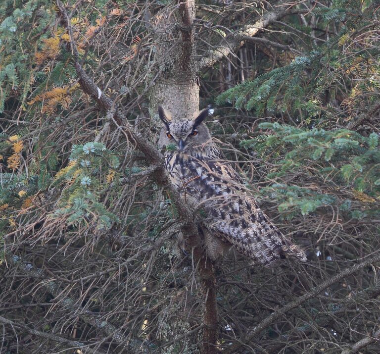 Výr velký (Bubo bubo)
