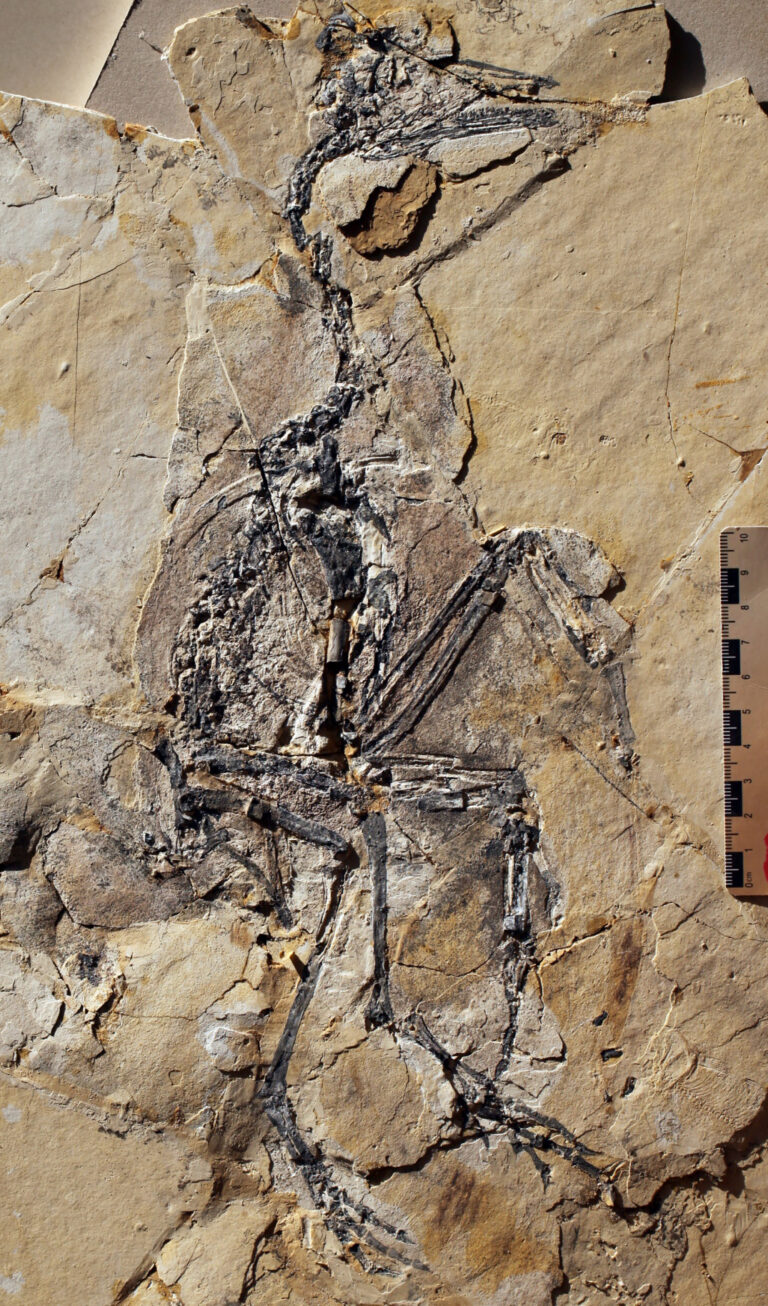 Yanornis (Yanornis martini)