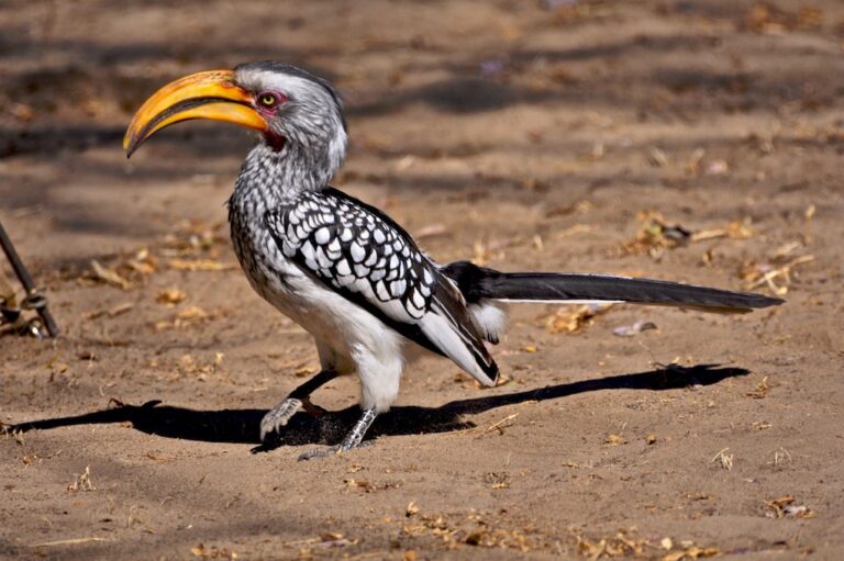 Zoborožec jihoafrický (Tockus leucomelas)