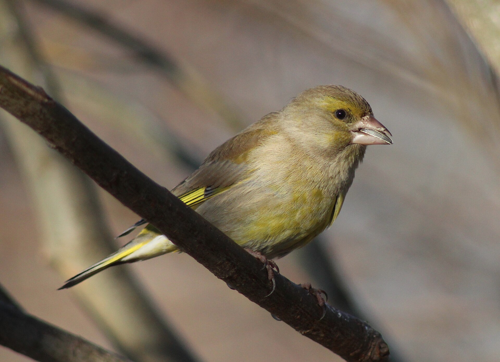 Zvonek zelený