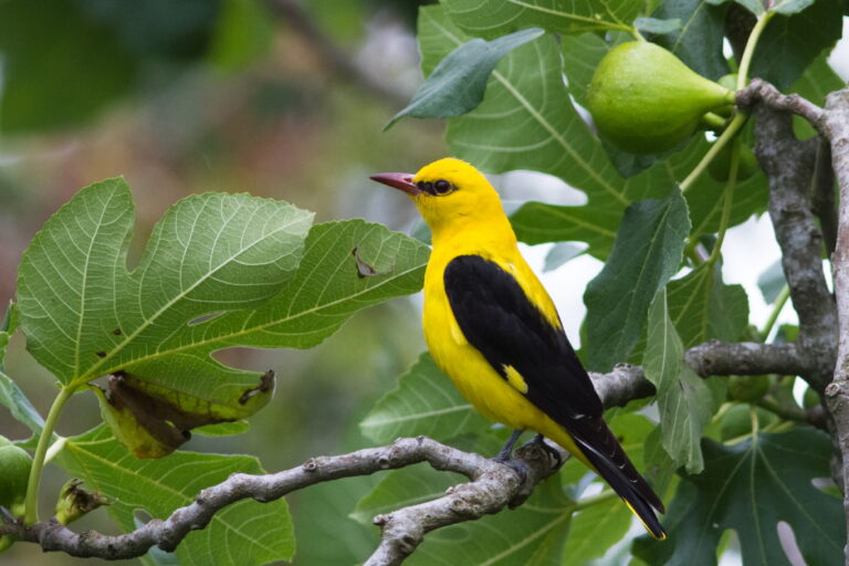 Žluva hajní Žluva hajní (Oriolus oriolus)