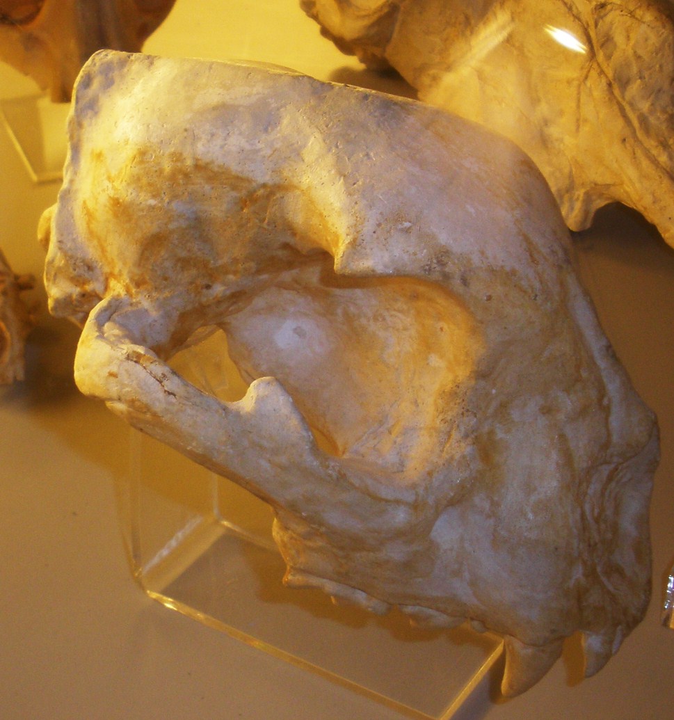 Acinonyx pardinensis (Acinonyx pardinensis)