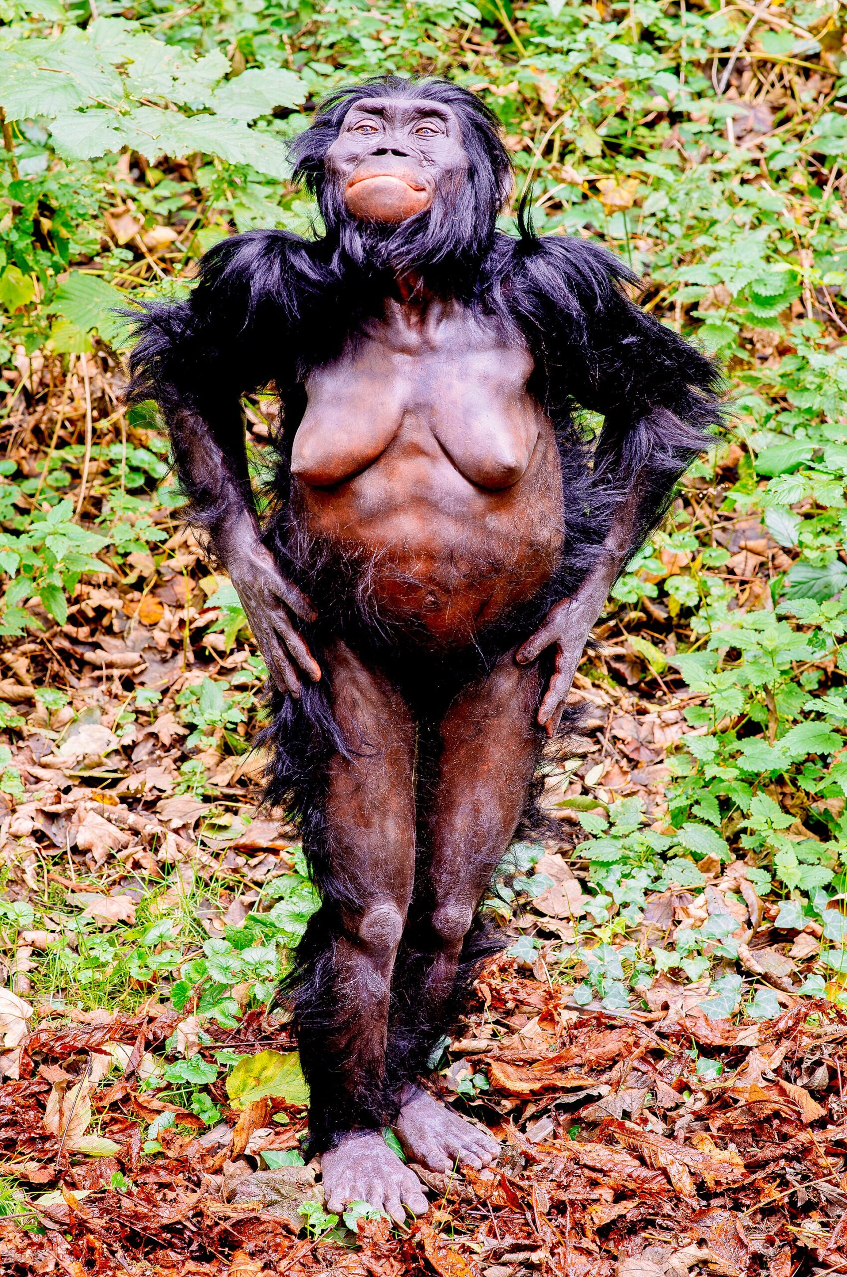 Australopithecus