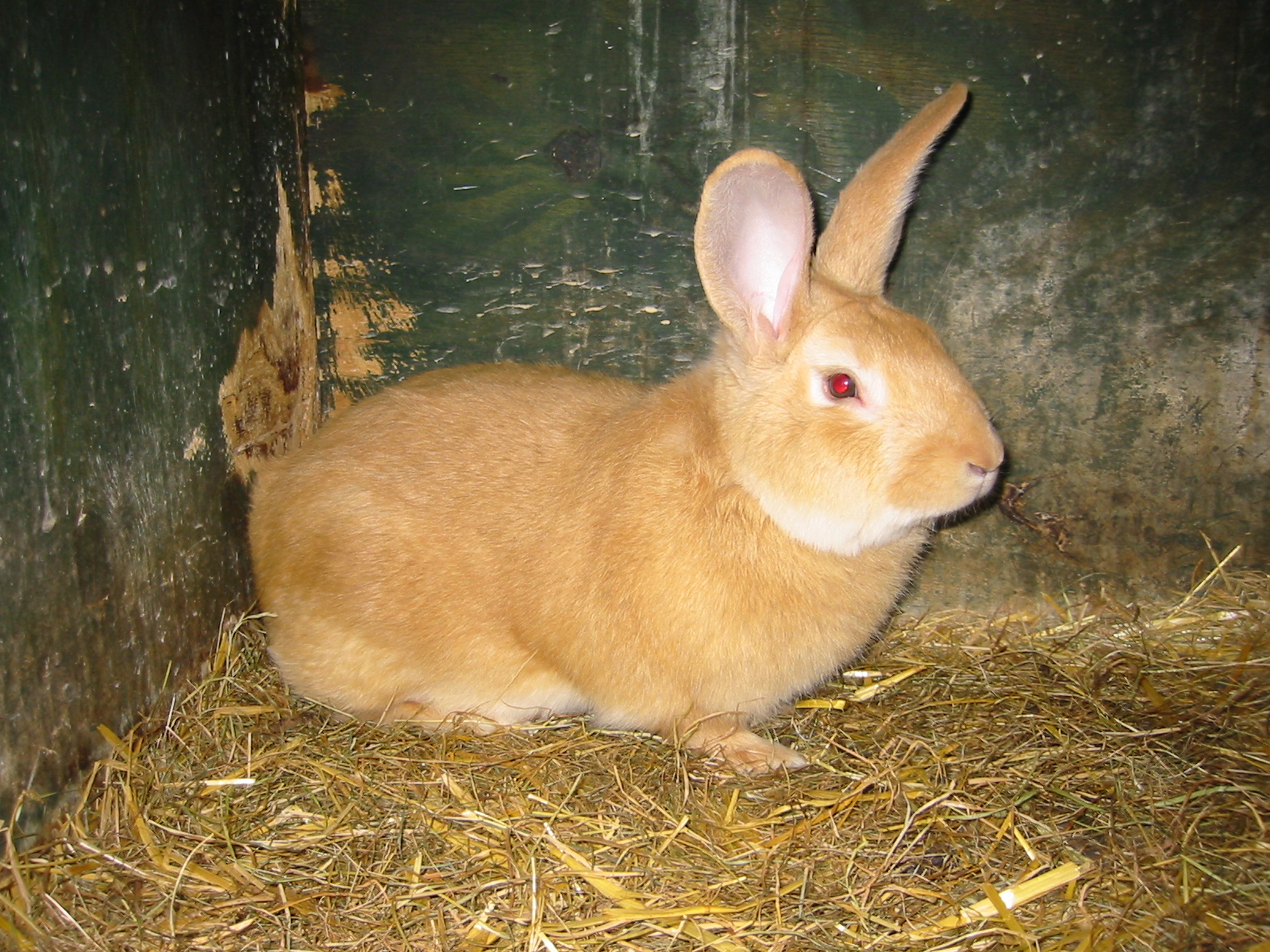 Burgundský králík