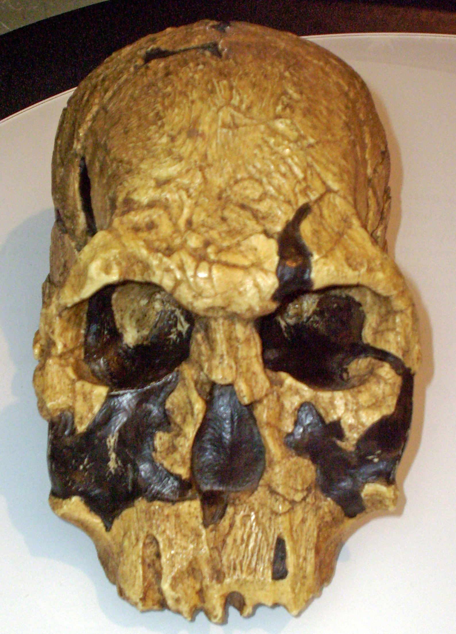 Člověk východoafrický