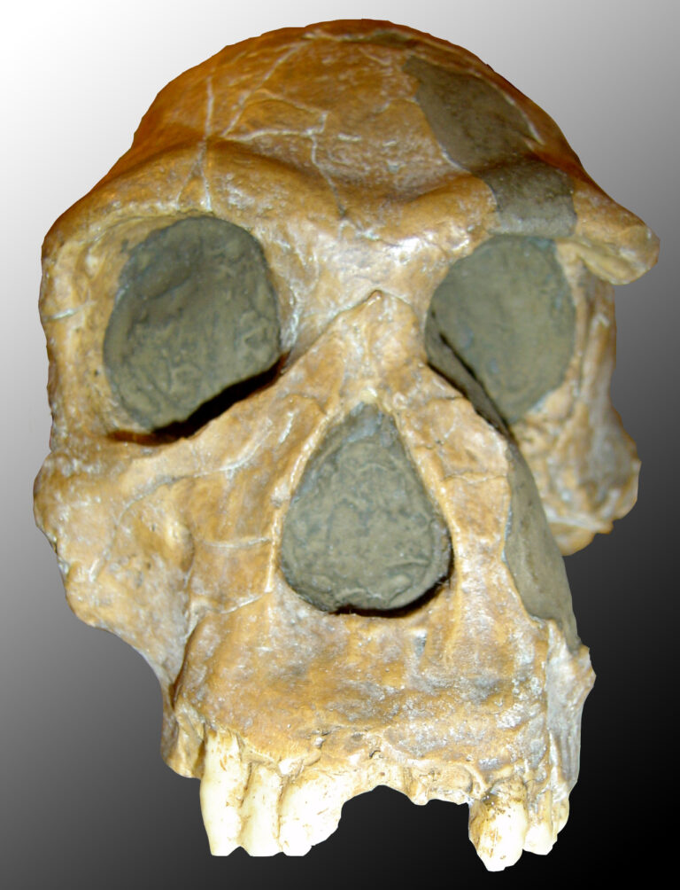 Člověk zručný (Homo habilis)