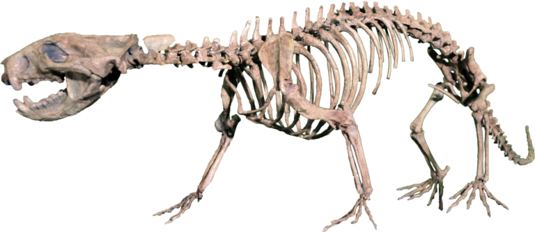 Didelphodon