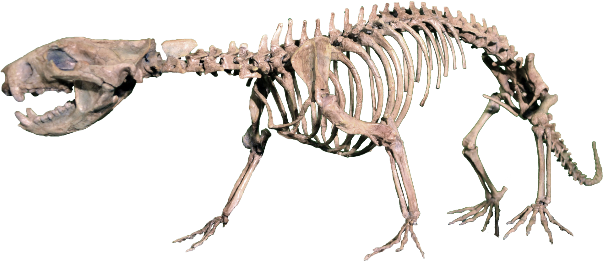 Didelphodon
