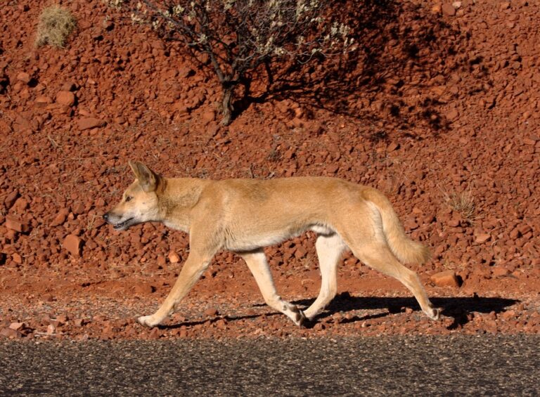 Dingo (Canis lupus dingo)