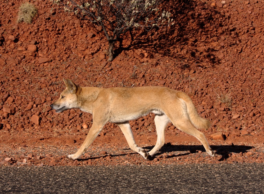 Dingo