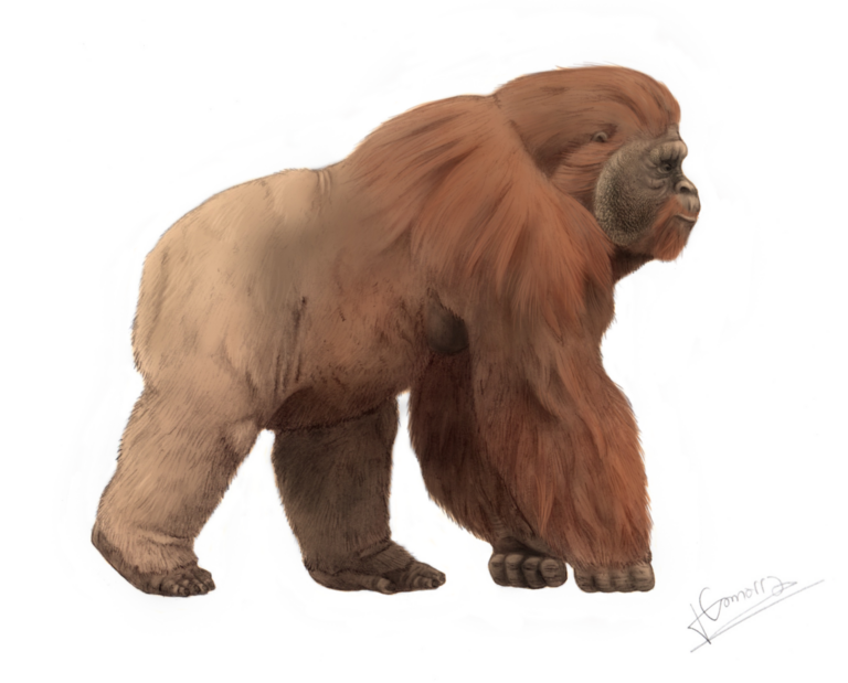 Gigantopithecus (Gigantopithecus)