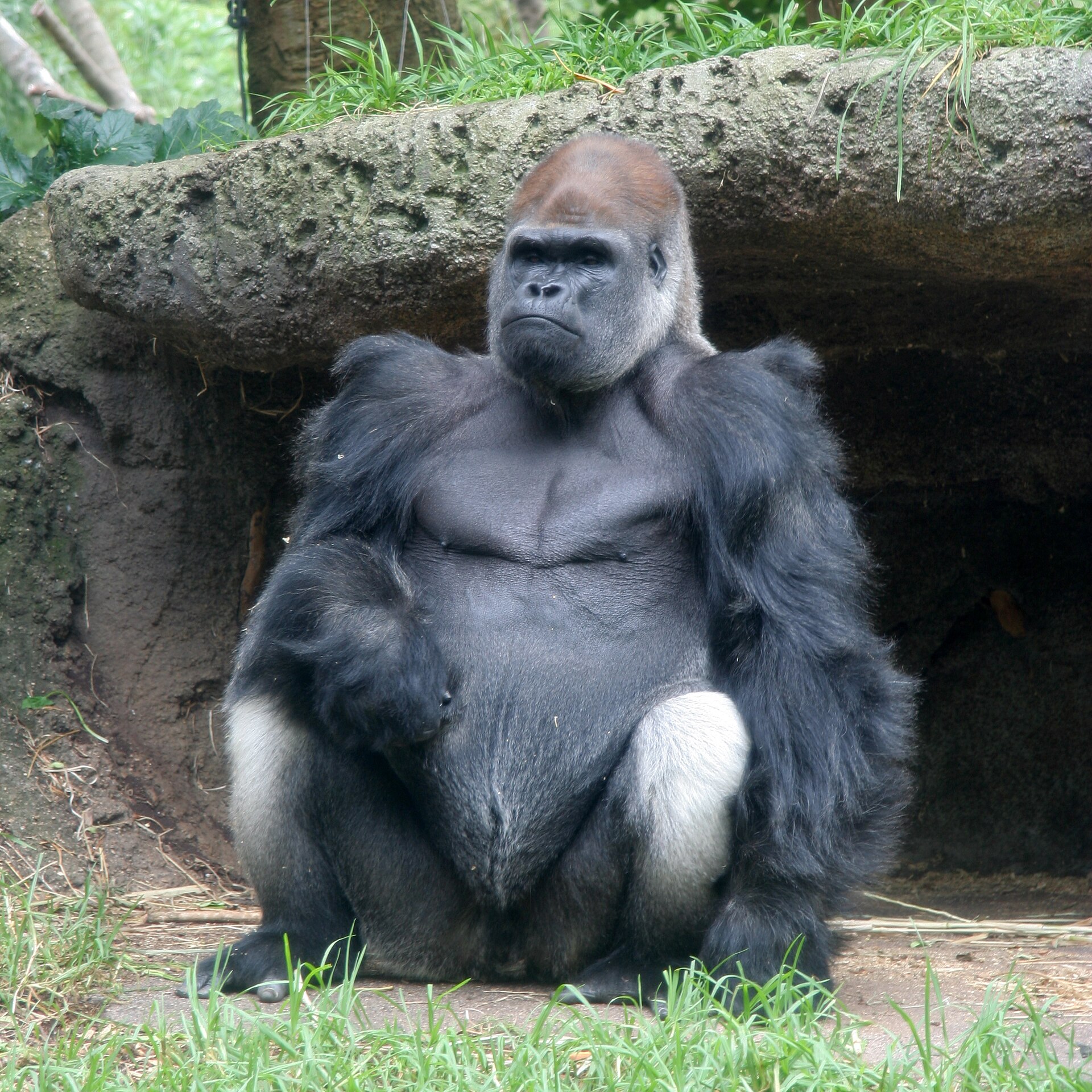 Gorila nížinná (Gorilla gorilla)