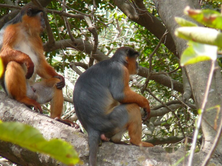 Gueréza červená (Piliocolobus badius)