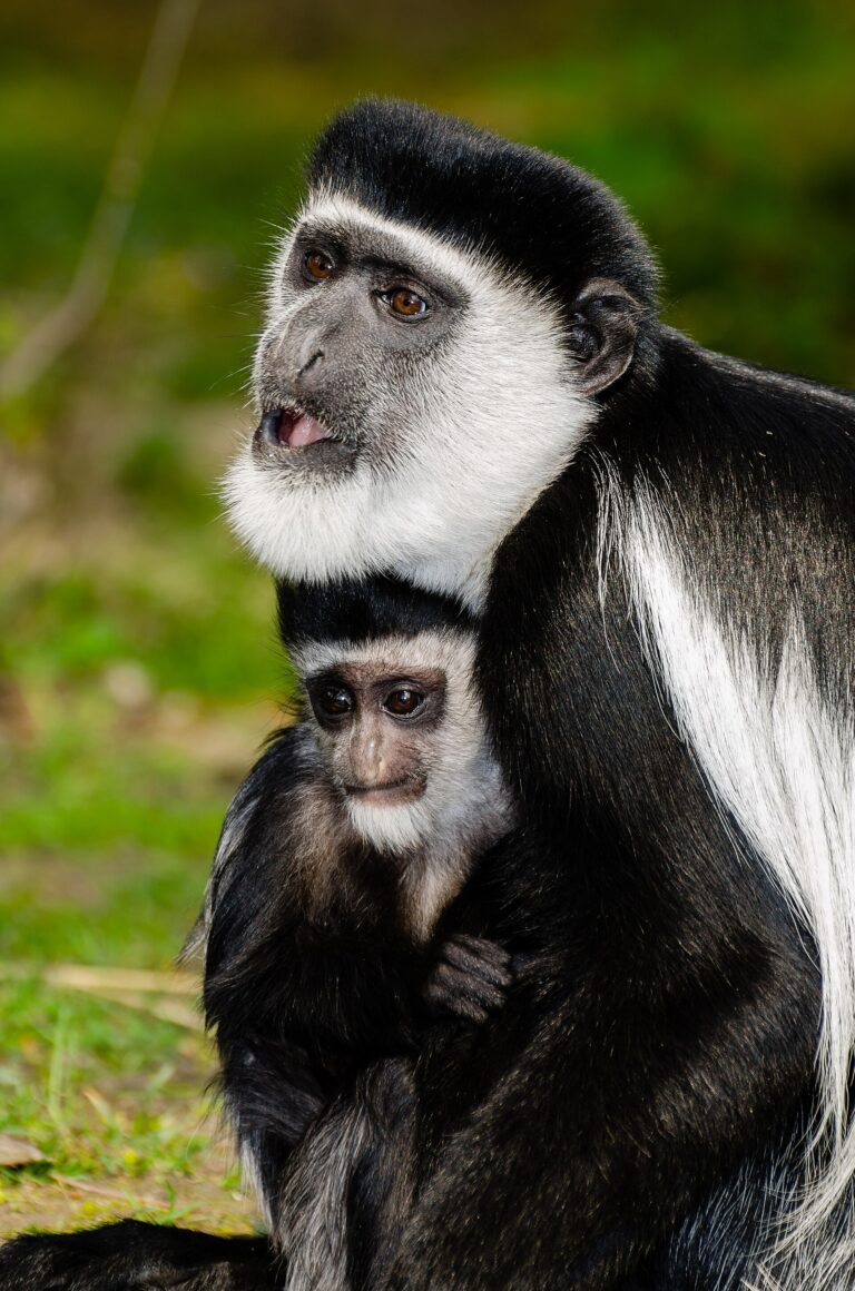 Gueréza pláštíková (Colobus guereza)