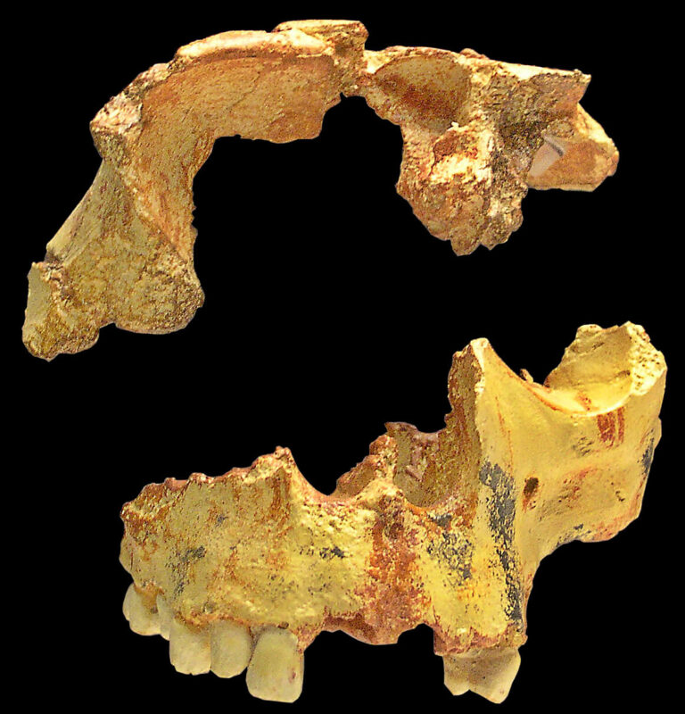Homo antecessor (Homo antecessor)