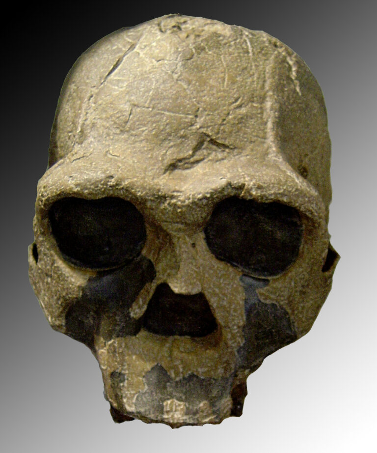 Homo ergaster (Homo ergaster)