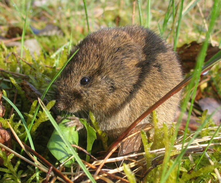 Hraboš polní (Microtus arvalis)