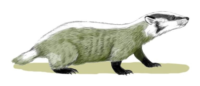Chamitataxus (Chamitataxus)