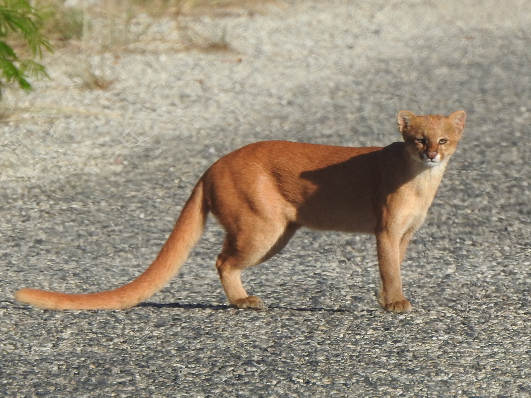 Jaguarundi