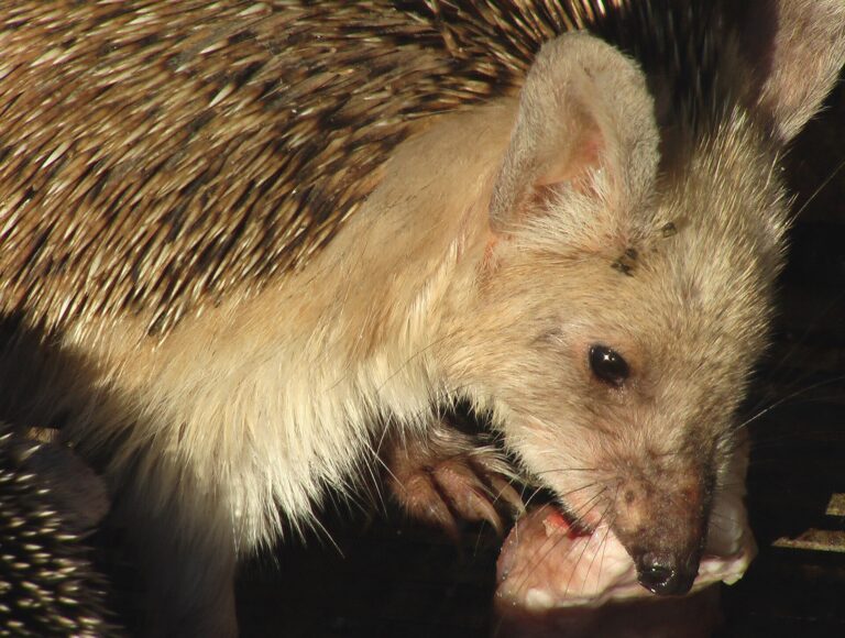 Ježek ušatý Ježek ušatý (Hemiechinus auritus)