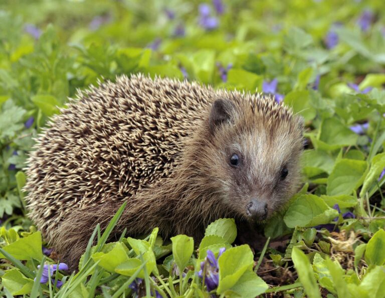 Ježek západní Ježek západní (Erinaceus europaeus)