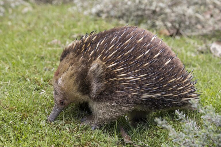 Ježura australská (Tachyglossus aculeatus)