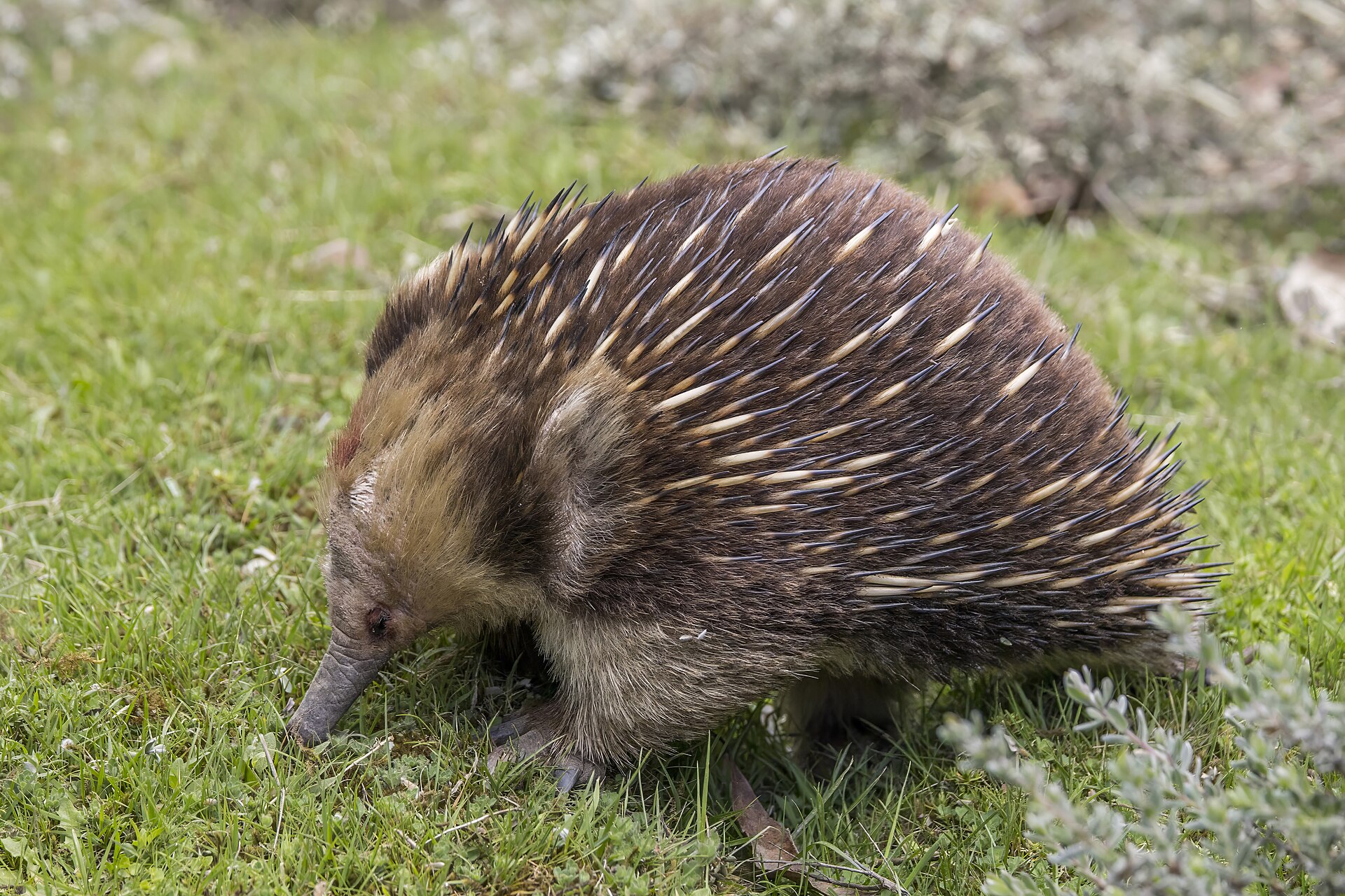 Ježura australská