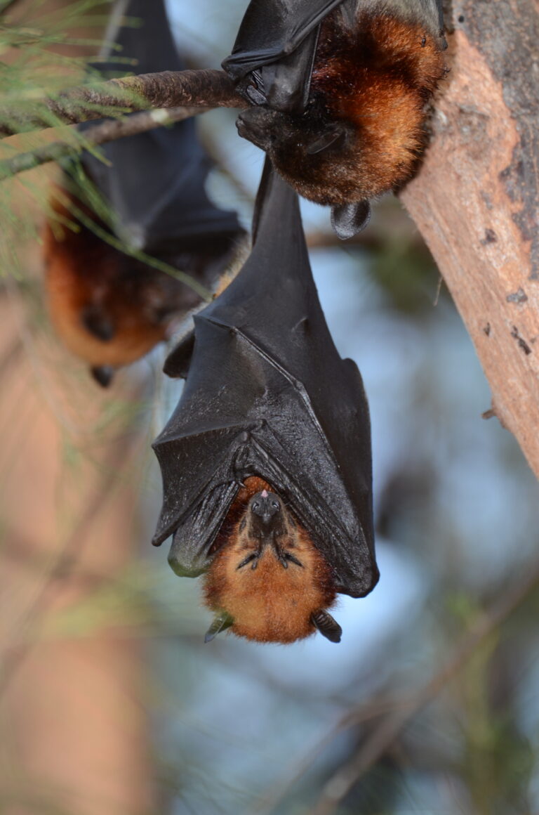 Kaloň pobřežní (Pteropus hypomelanus)