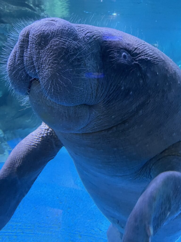 Kapustňák senegalský (Trichechus senegalensis)