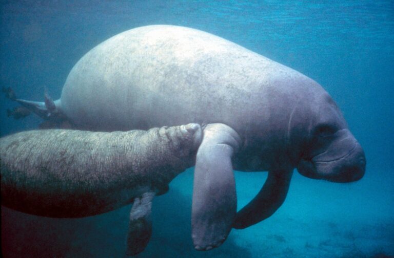 Kapustňák širokonosý (Trichechus manatus)
