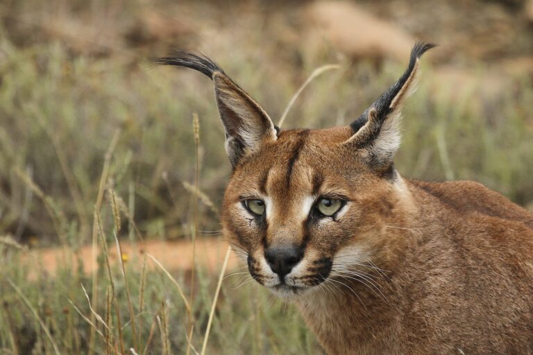 Karakal (Caracal caracal)