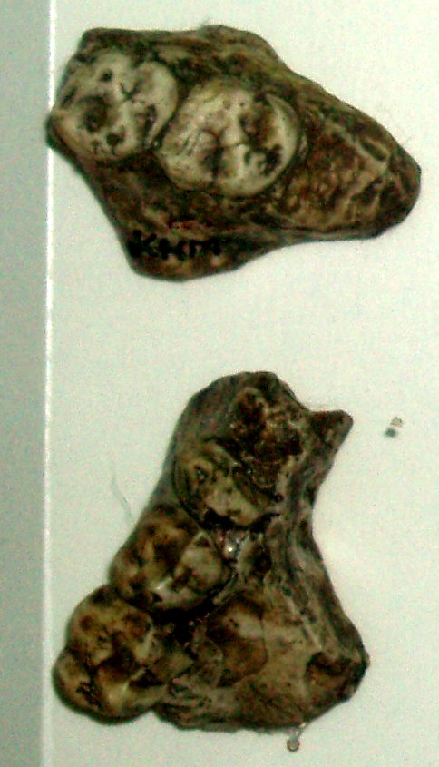 Kenyapithecus wickeri