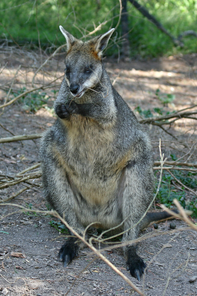 Klokan bažinný (Wallabia bicolor)