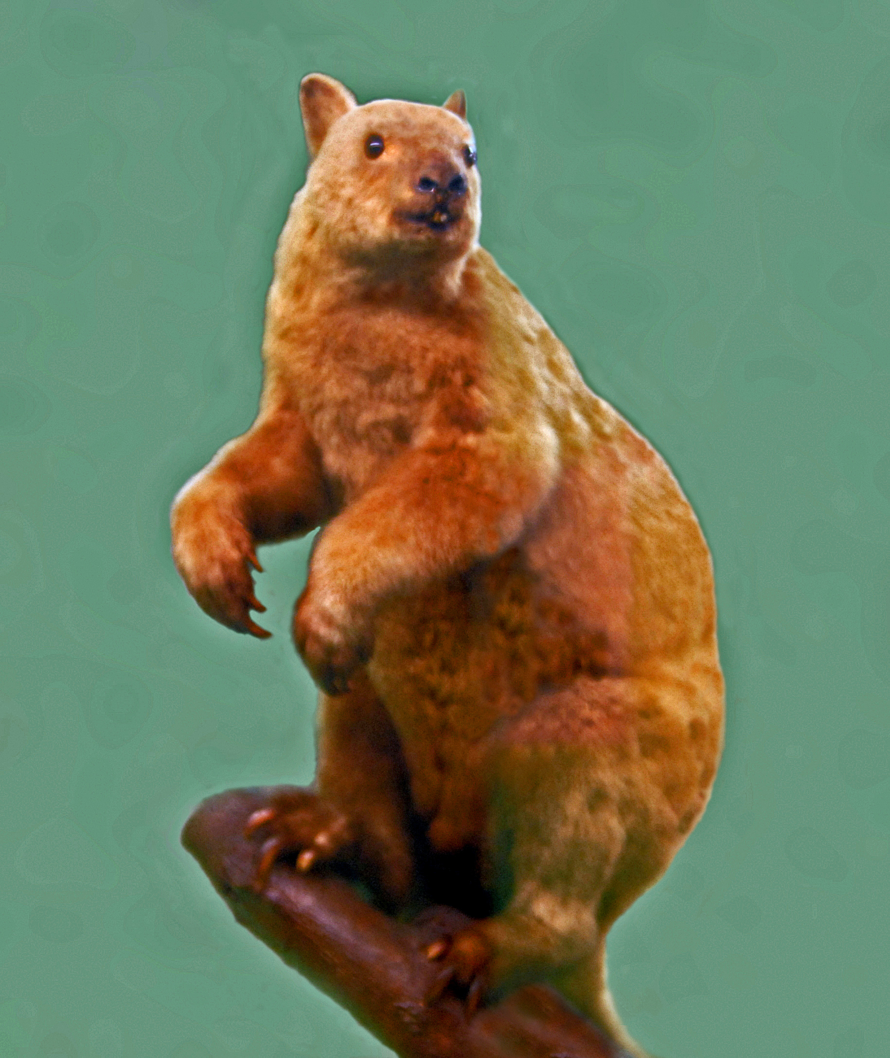 Klokan doriův