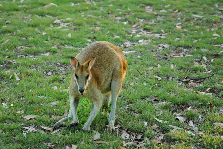Klokan hbitý Klokan hbitý (Macropus agilis)