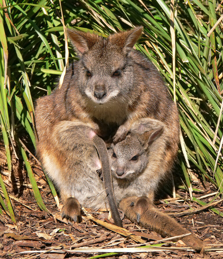 Klokan parma Klokan parma (Macropus parma)