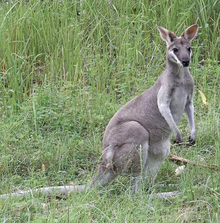 Klokan parryův Klokan parryův (Macropus parryi)